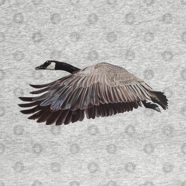 Canada Goose in flight by EmilyBickell